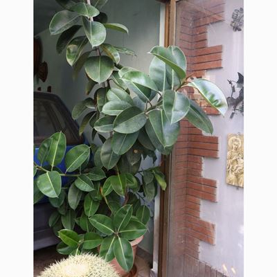 Pianta di Ficus Elastica