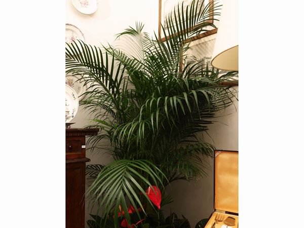 Large Areca plant