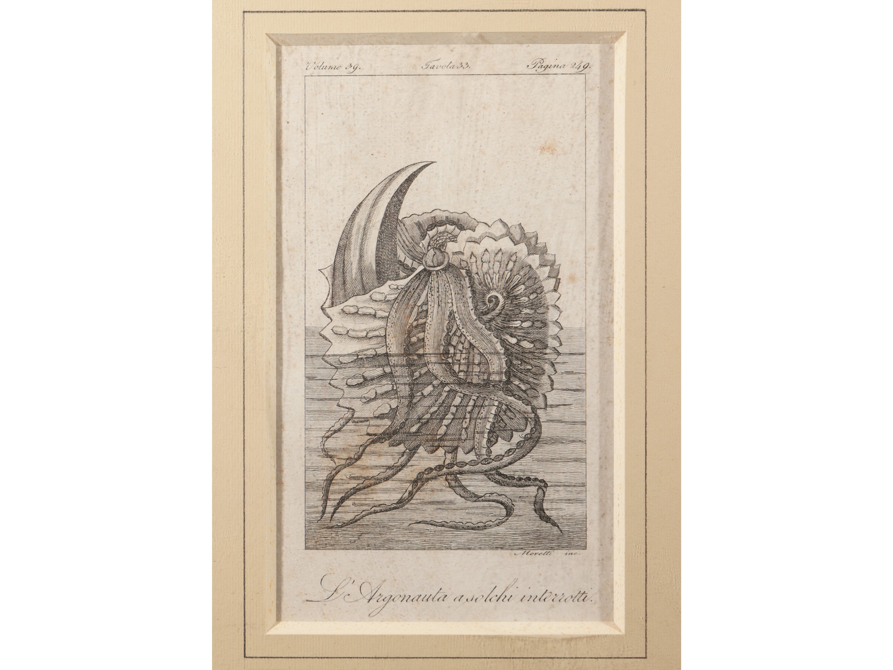 Molluschi