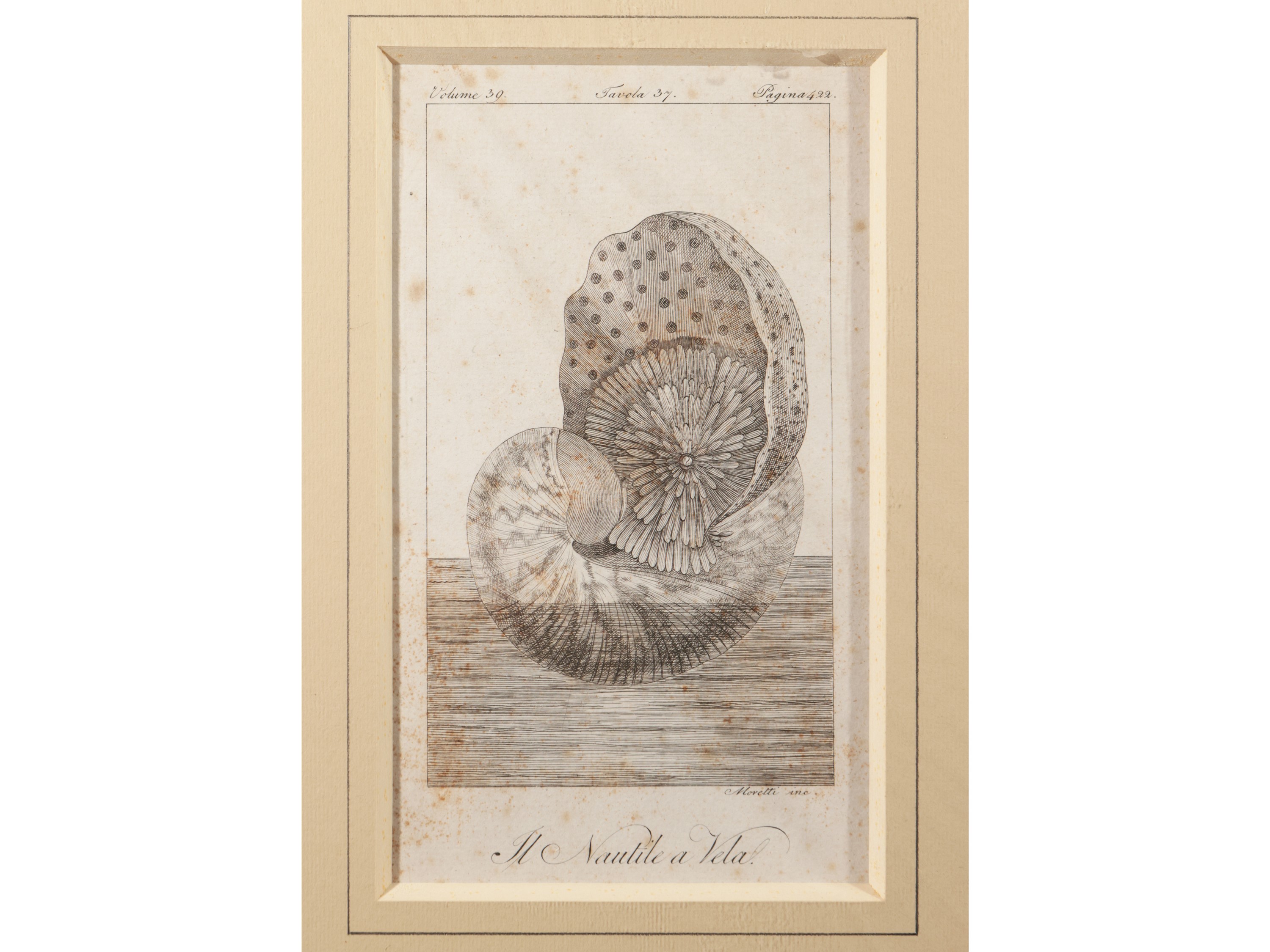 Molluschi
