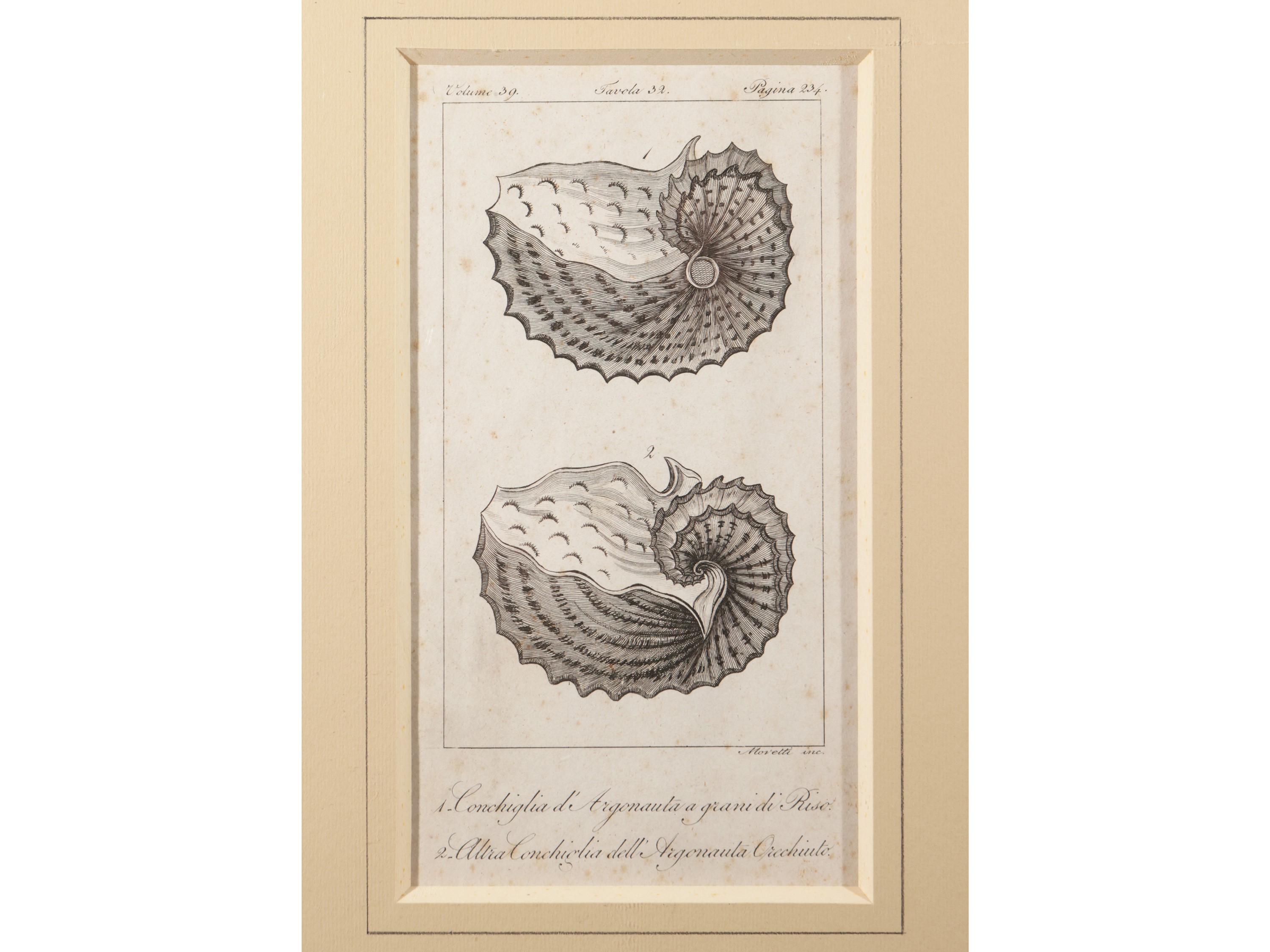 Molluschi