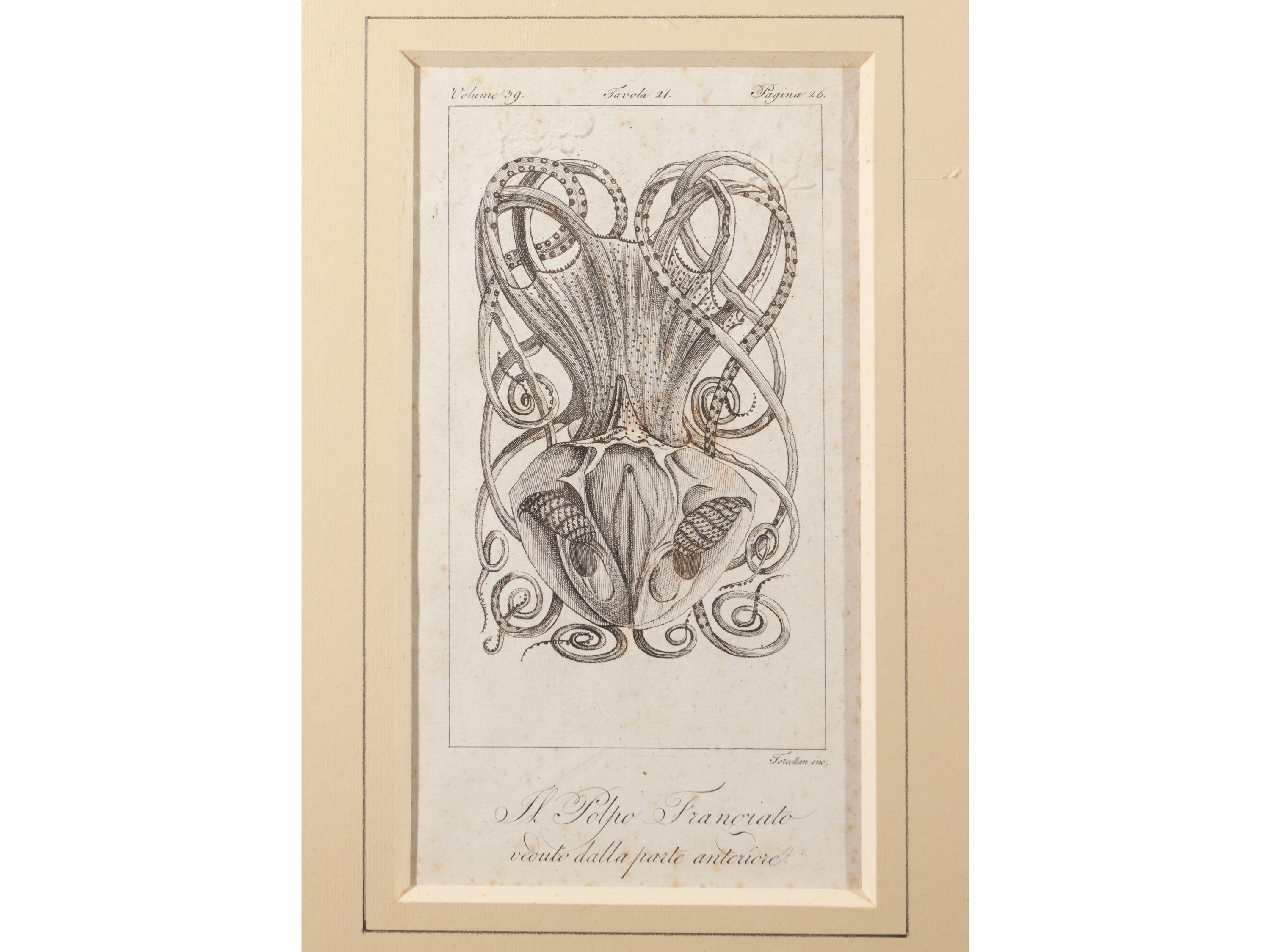 Molluschi