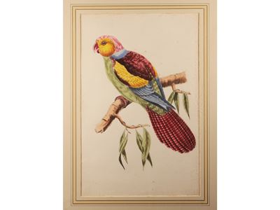 Pappagallo e Uccello del Paradiso