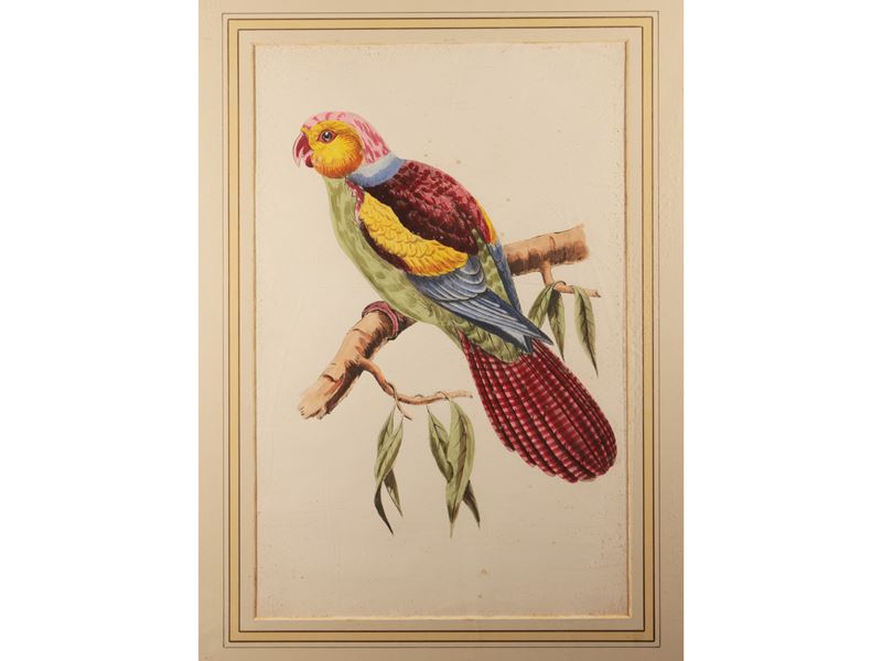 Pappagallo e Uccello del Paradiso
