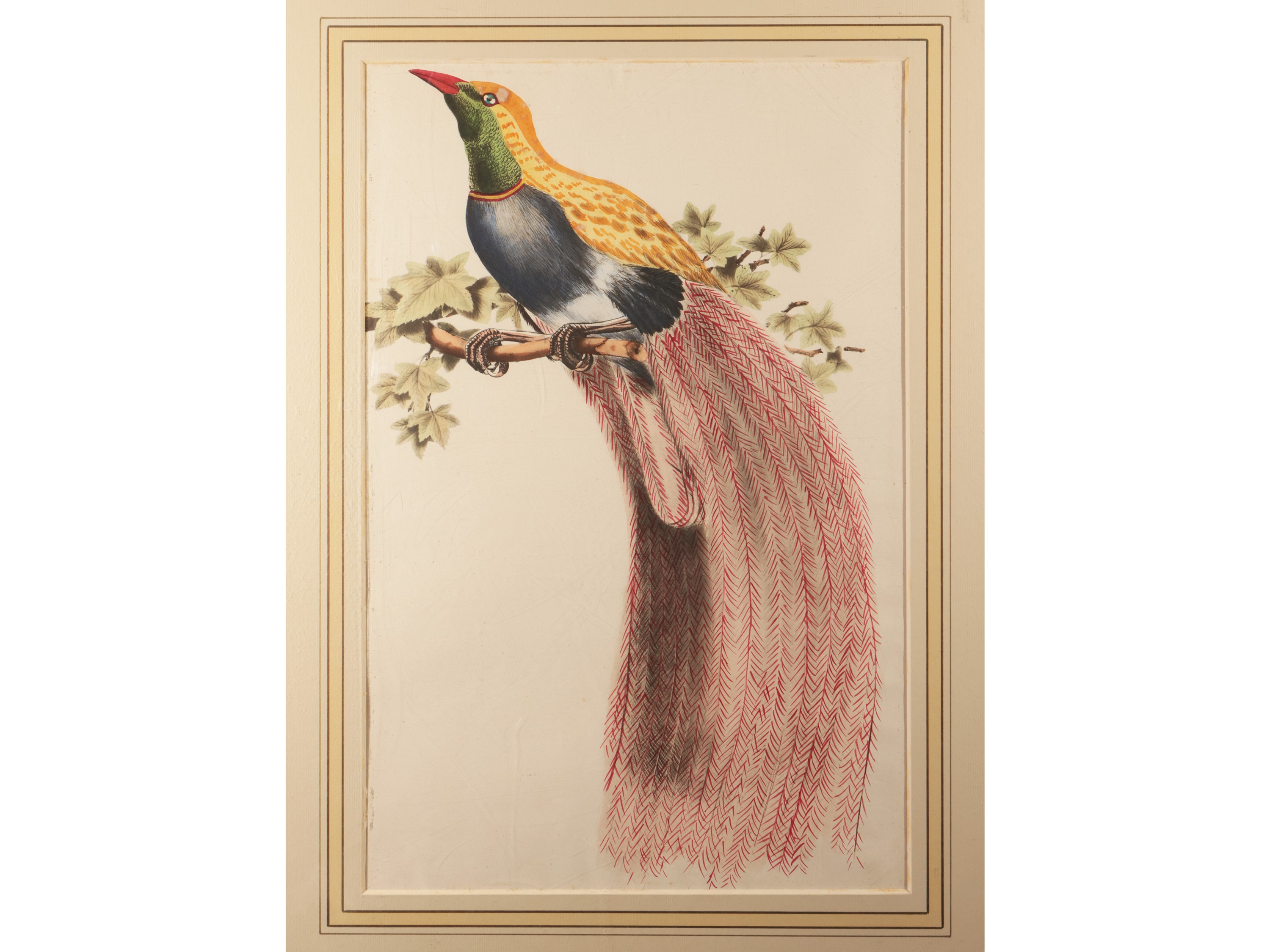 Pappagallo e Uccello del Paradiso