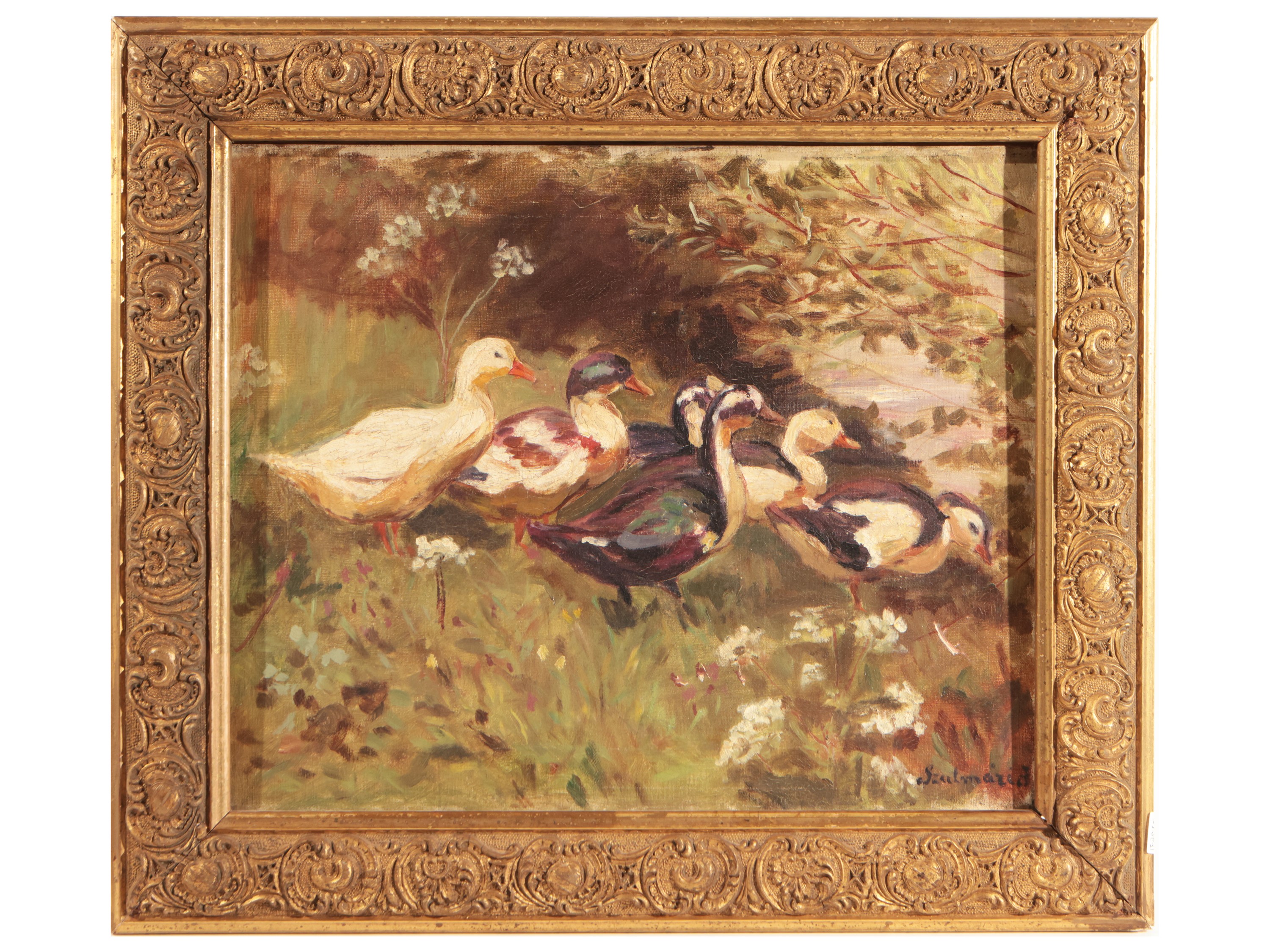 Pulcini e Anatre