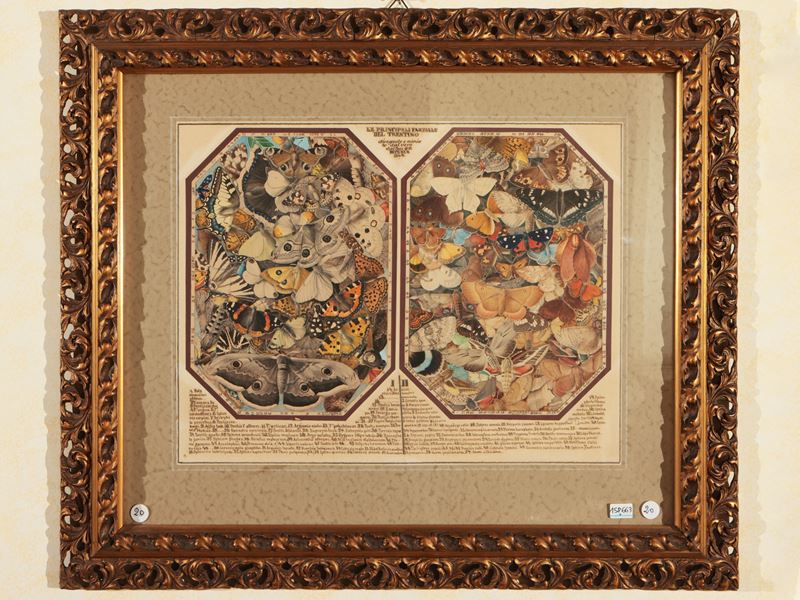 Le Principali Farfalle del Trentino, 1868