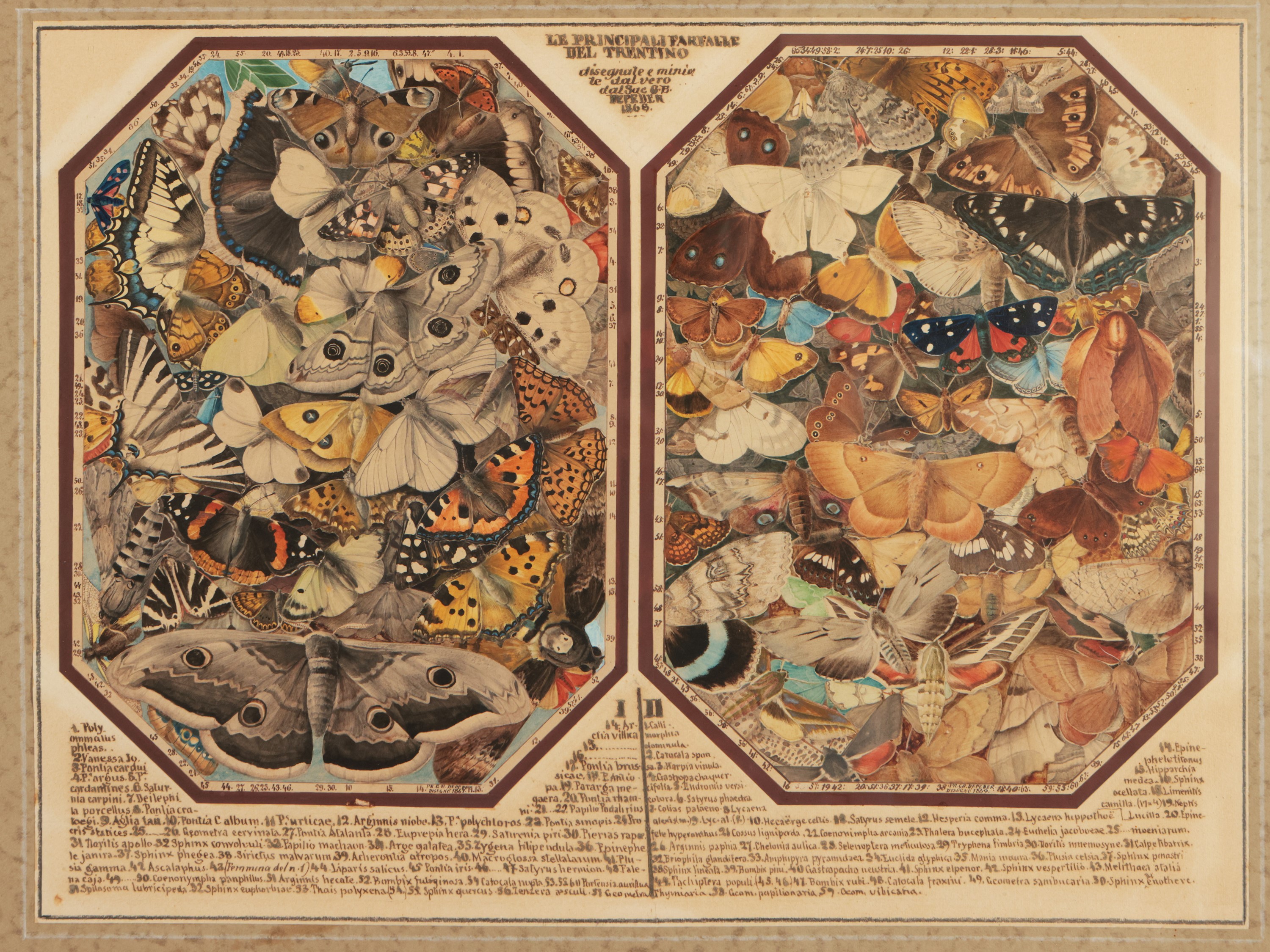 Le Principali Farfalle del Trentino, 1868