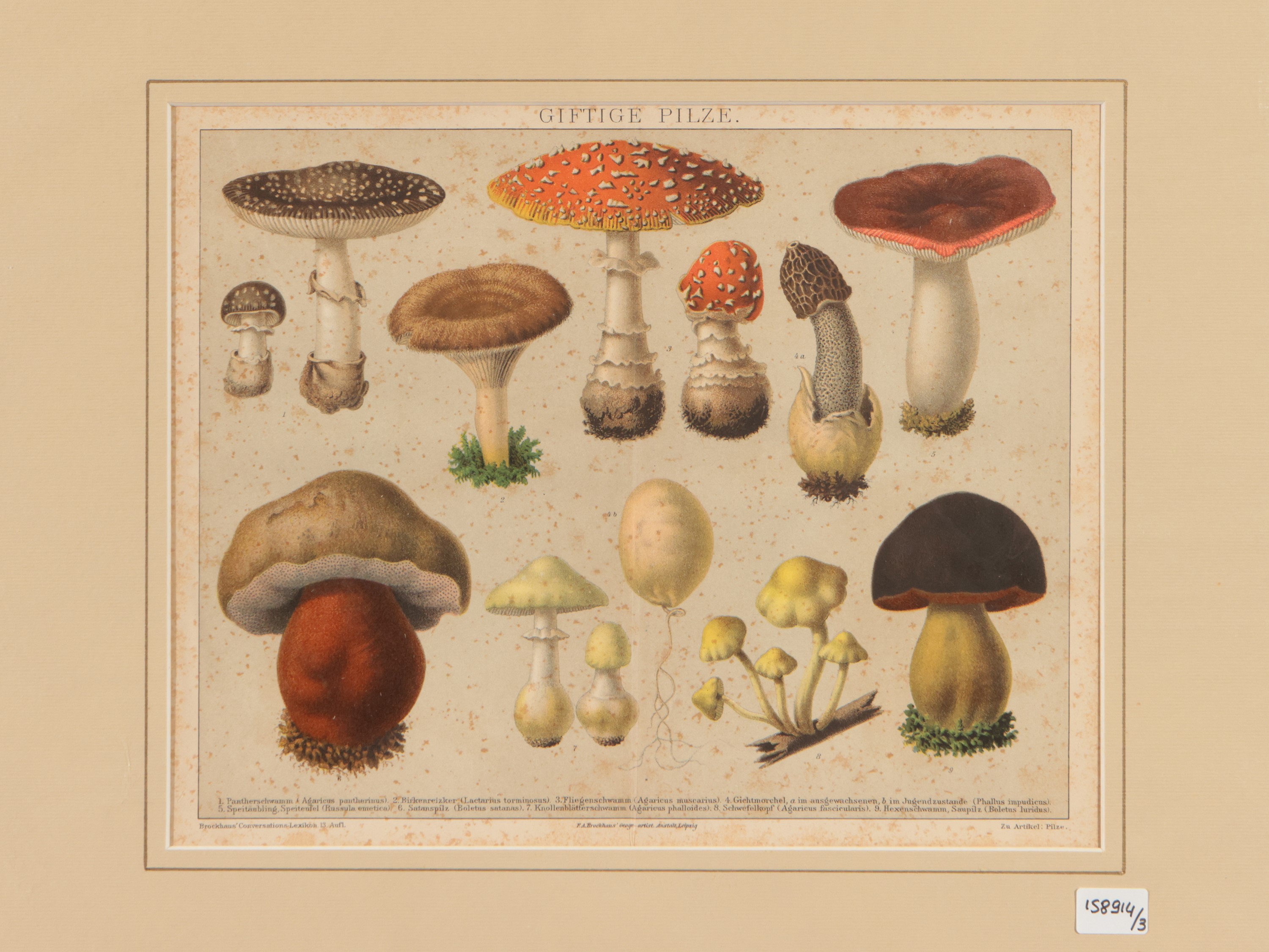 Funghi