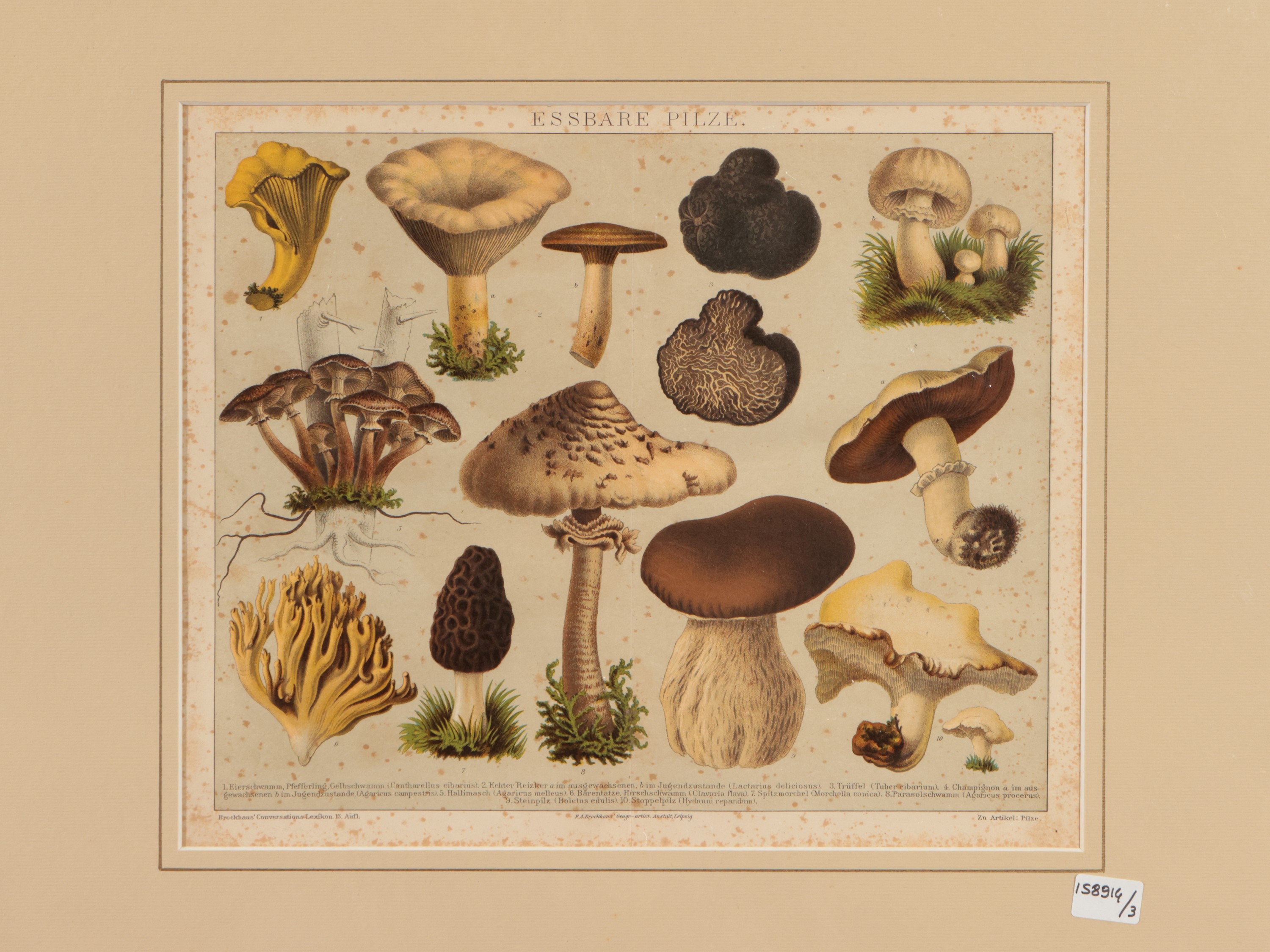 Funghi