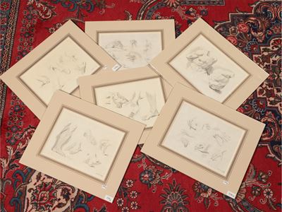 Studi Anatomici