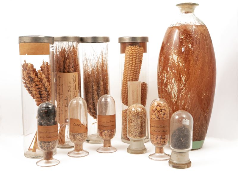 Collezione di Grani e Frumenti D'epoca