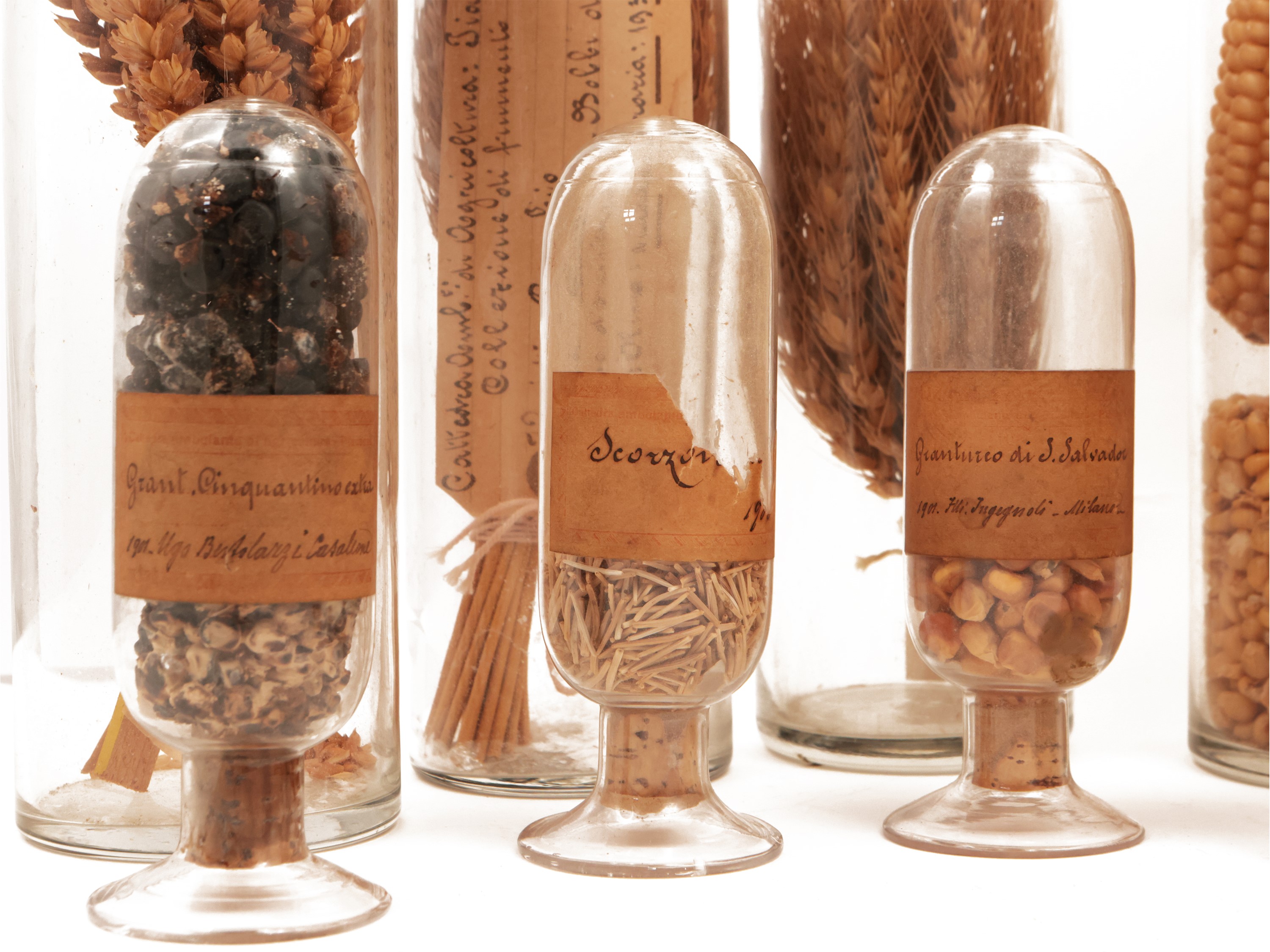 Collezione di Grani e Frumenti D'epoca