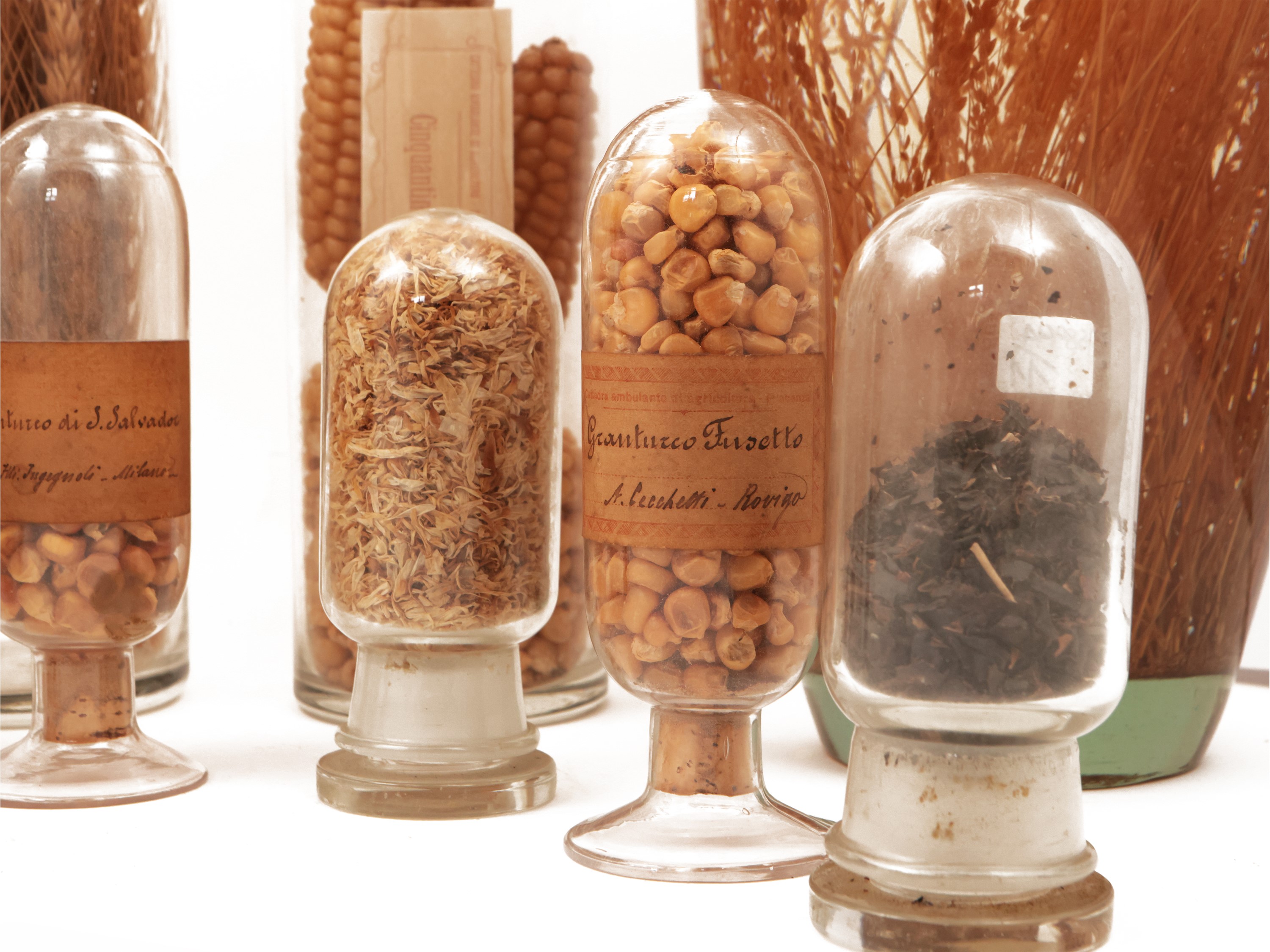 Collezione di Grani e Frumenti D'epoca