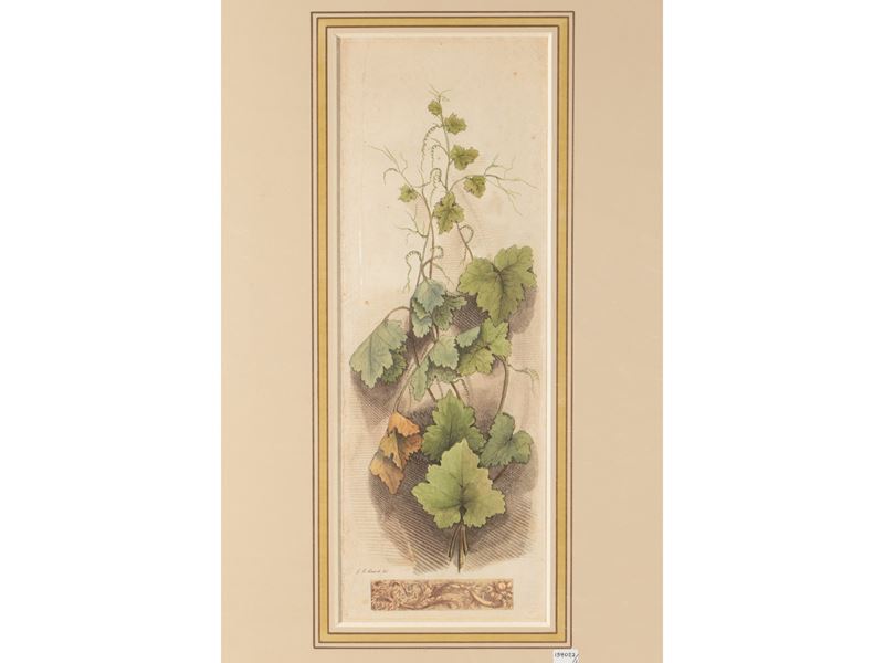 Nature Morte