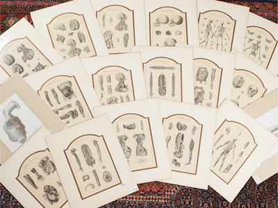 Anatomia Umana