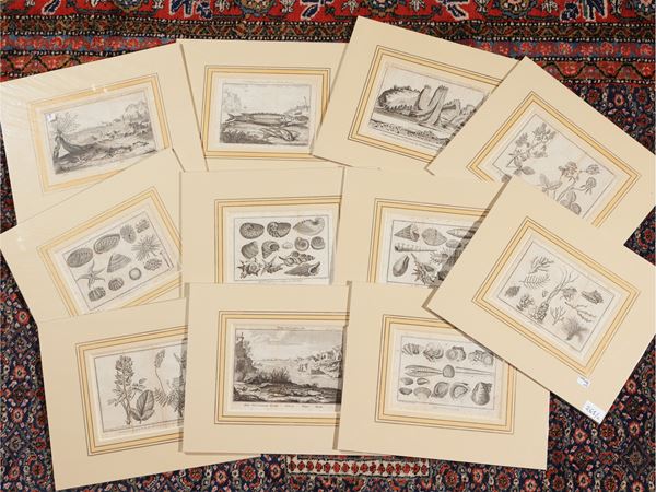 Flora e fauna marina e lacustre  - Auction A print collection - II part - Maison Bibelot - Casa d'Aste Firenze - Milano