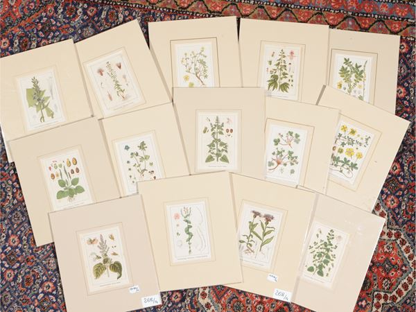 Herbariums  (Early 20th century)  - Auction A print collection - II part - Maison Bibelot - Casa d'Aste Firenze - Milano