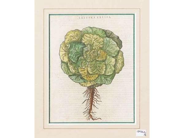 Petrus Andrea Mattioli Mattioli - Herbariums