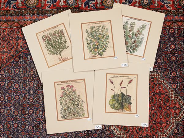 Petrus Andrea Mattioli Mattioli - Herbariums