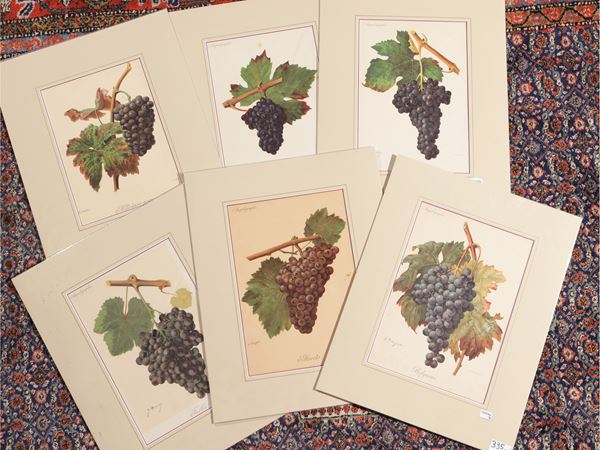 Varieties of grape varieties  (End of the 19th century)  - Auction A print collection - II part - Maison Bibelot - Casa d'Aste Firenze - Milano
