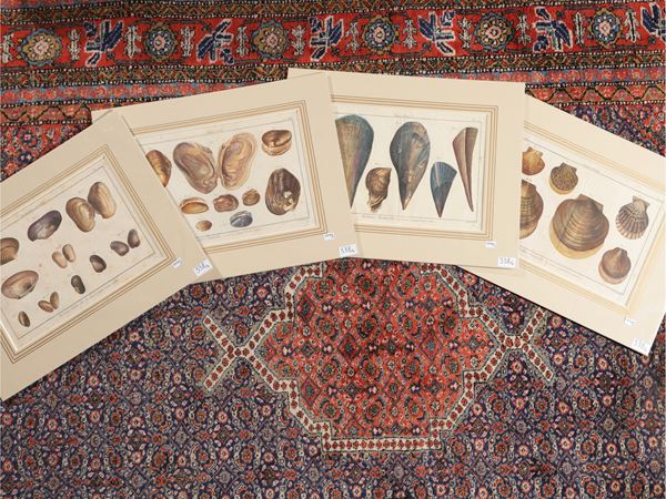 Shells  (18th century)  - Auction A print collection - II part - Maison Bibelot - Casa d'Aste Firenze - Milano