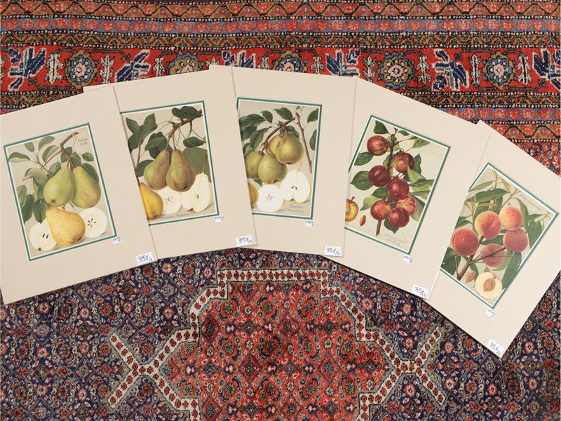 Varietà di Frutta