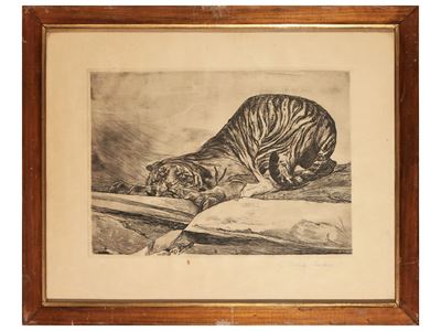 Tigre in Agguato
