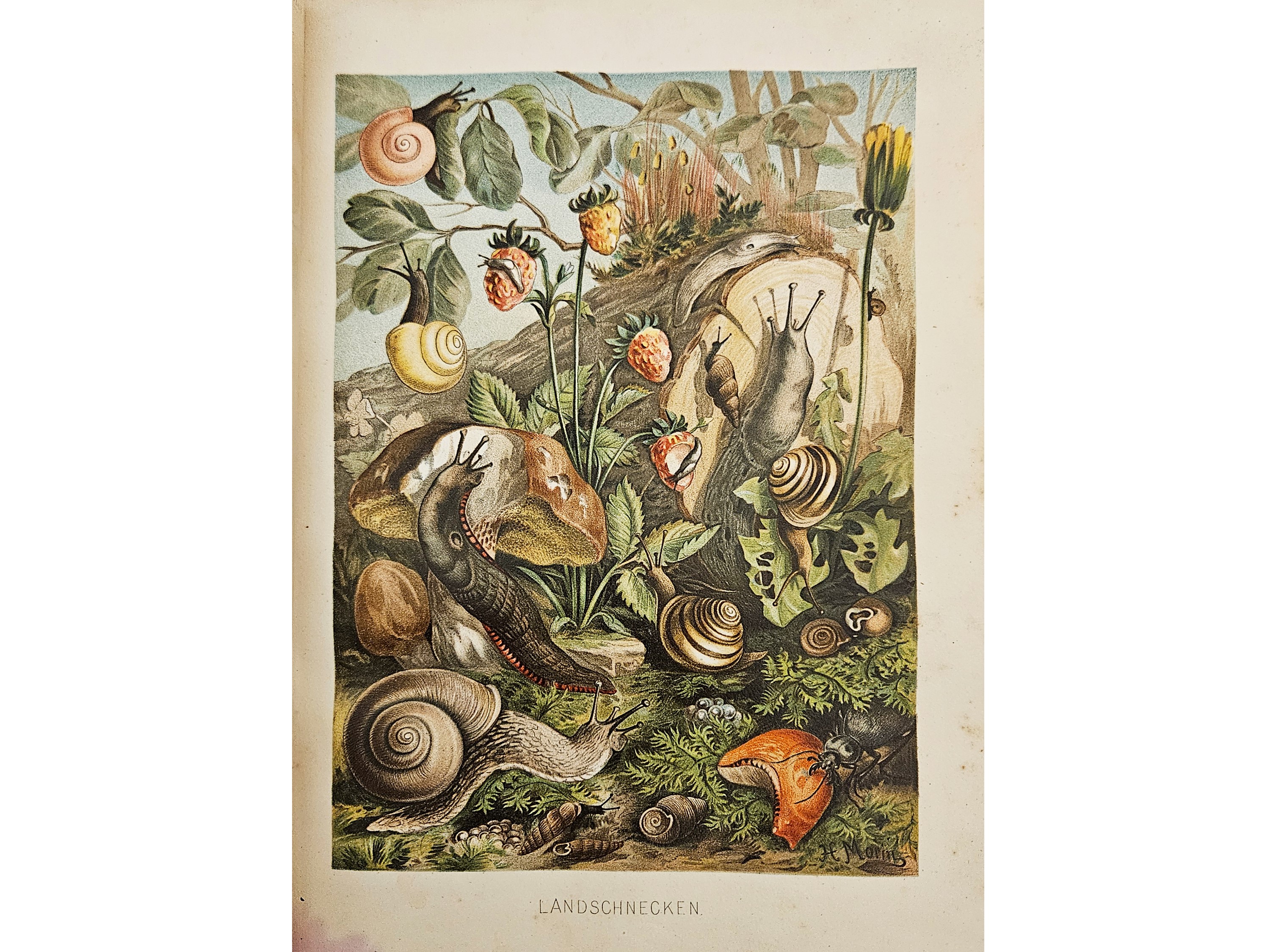 Brehms Tierleben. Allgemeine Kunde Des Tierreichs: Niederen Tier