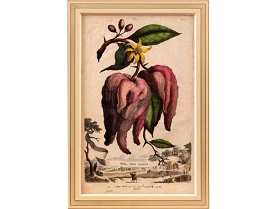 Malus Citria Cornuta (1696)