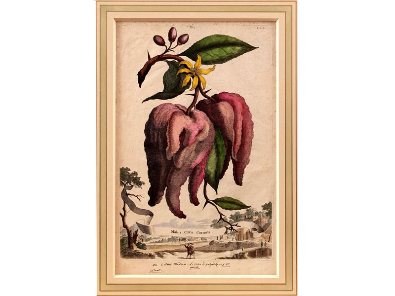 Malus Citria Cornuta (1696)