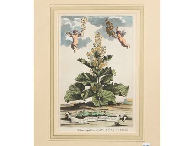 Rhabarbarum Rotundifolium Verum (1696)