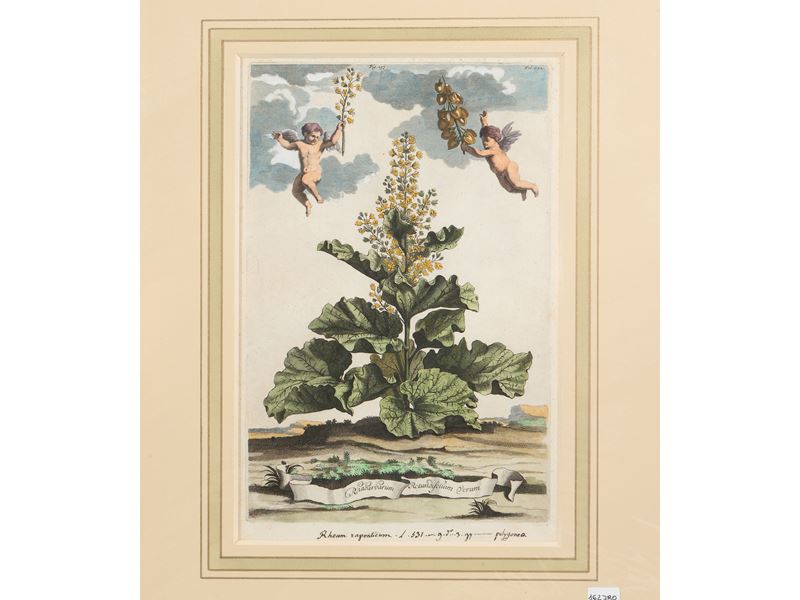 Rhabarbarum Rotundifolium Verum (1696)