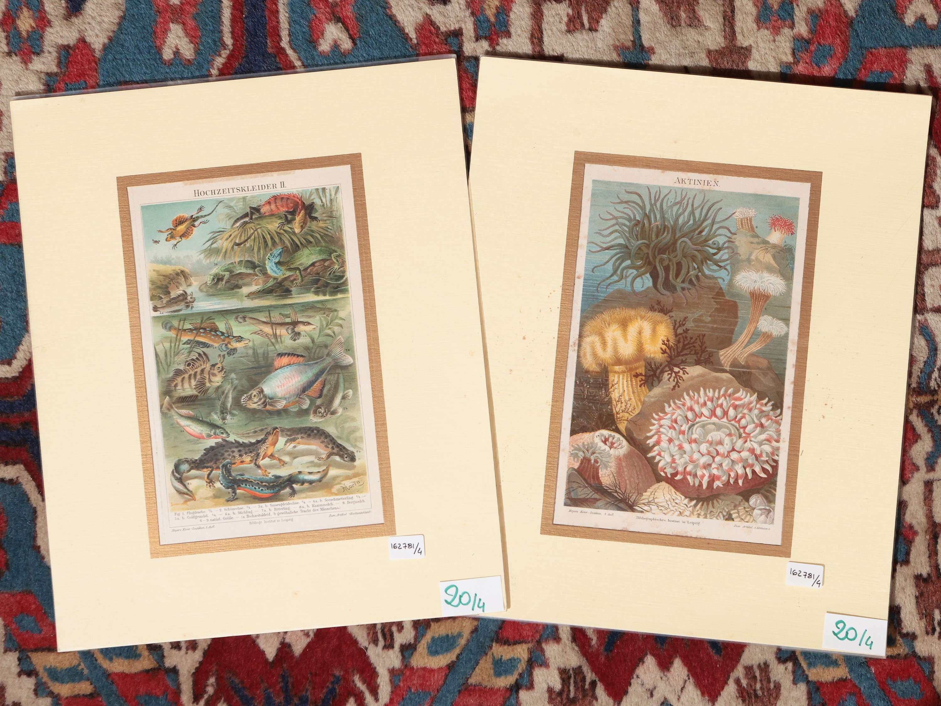Pesci, Piante e Animali Acquatici