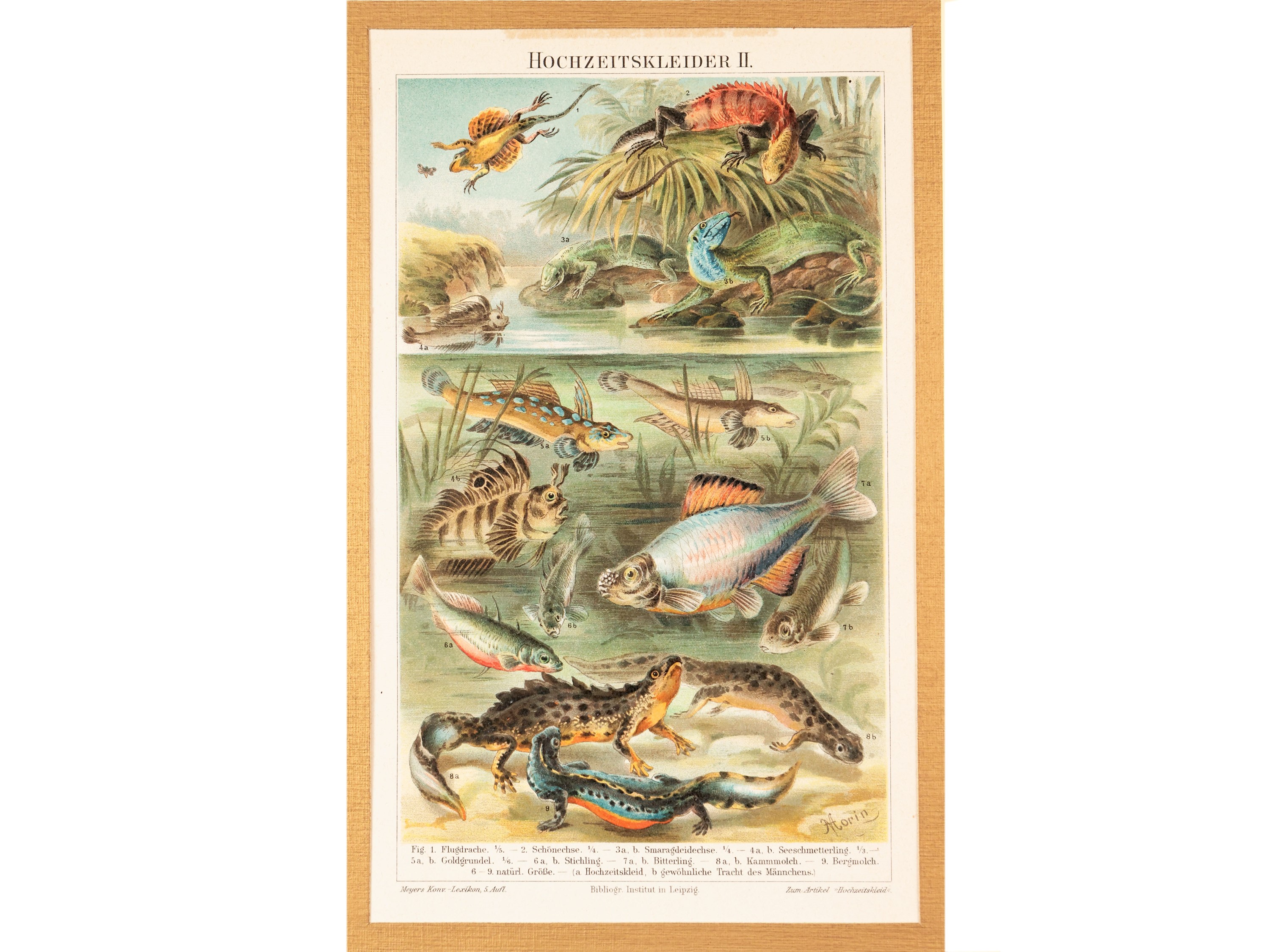Pesci, Piante e Animali Acquatici