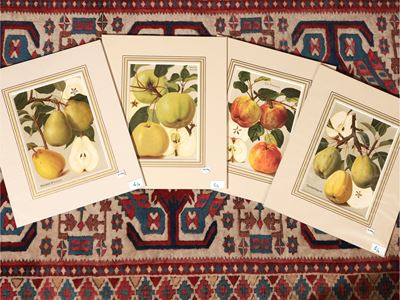 Frutta