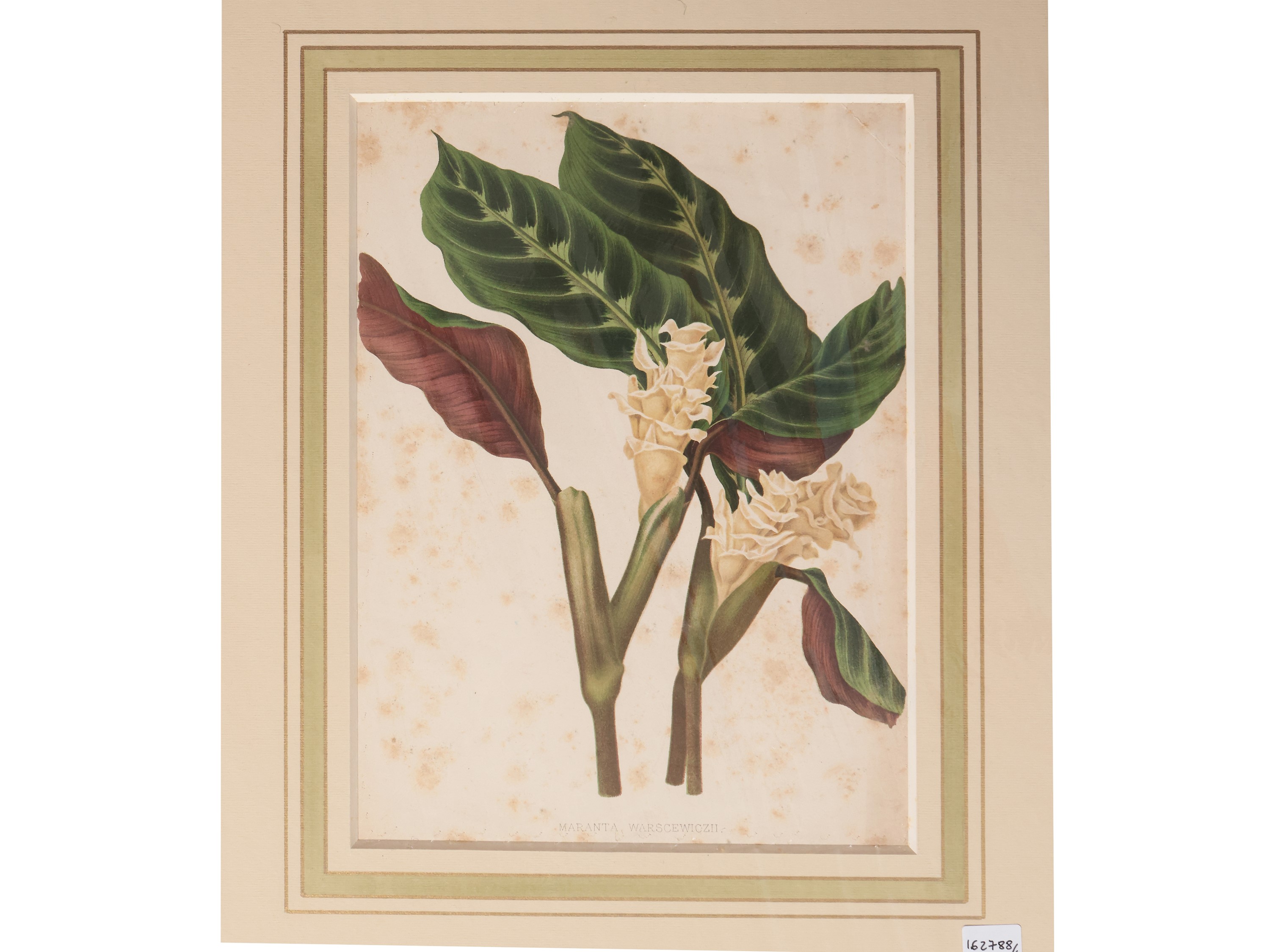 Fiori