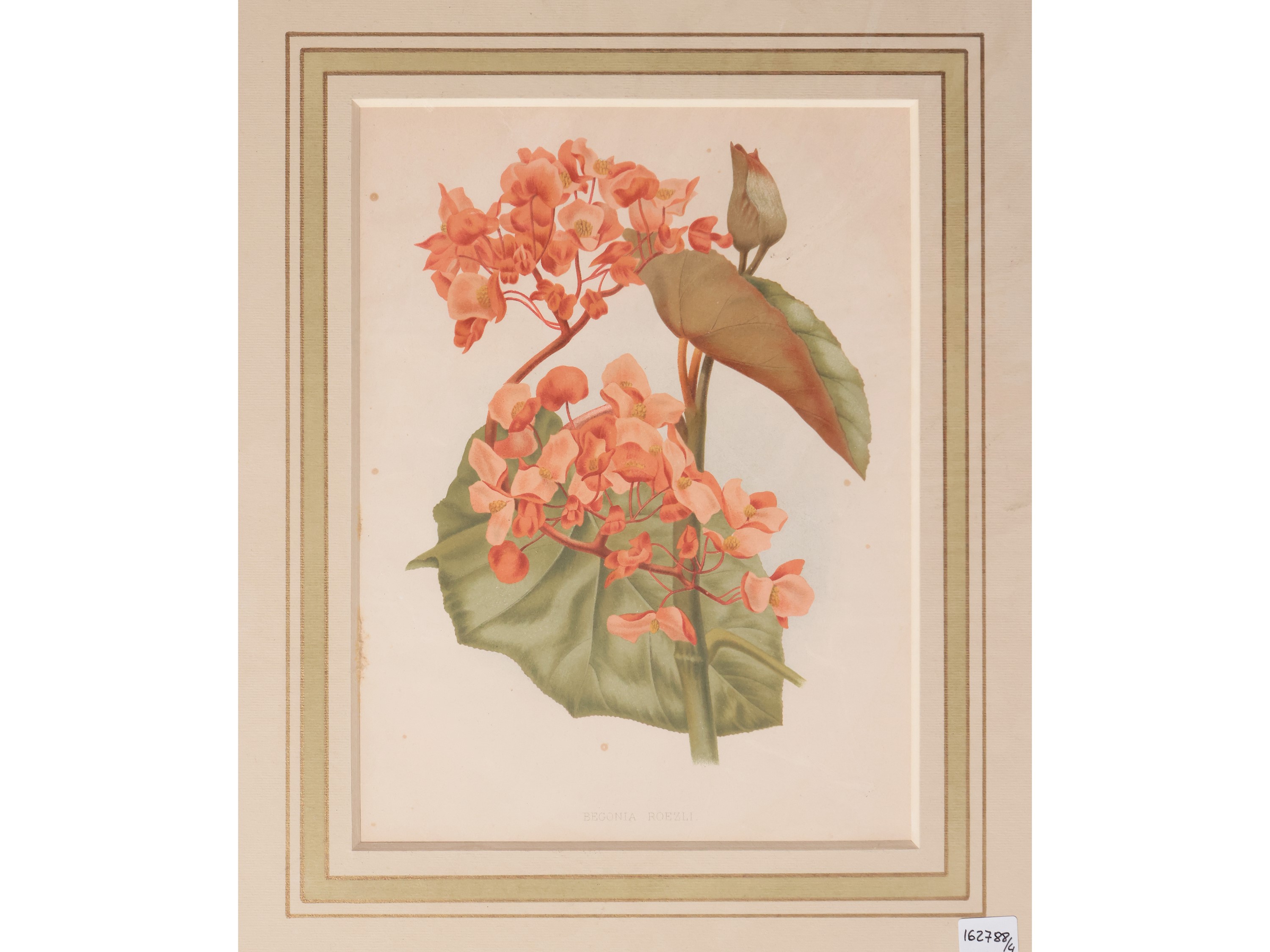 Fiori