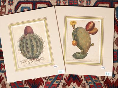 Cactus (1800)