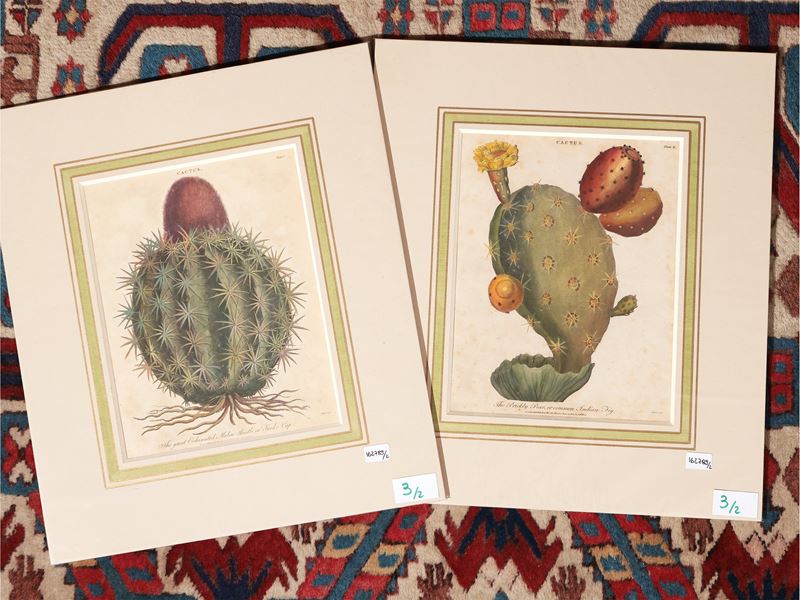 Cactus (1800)