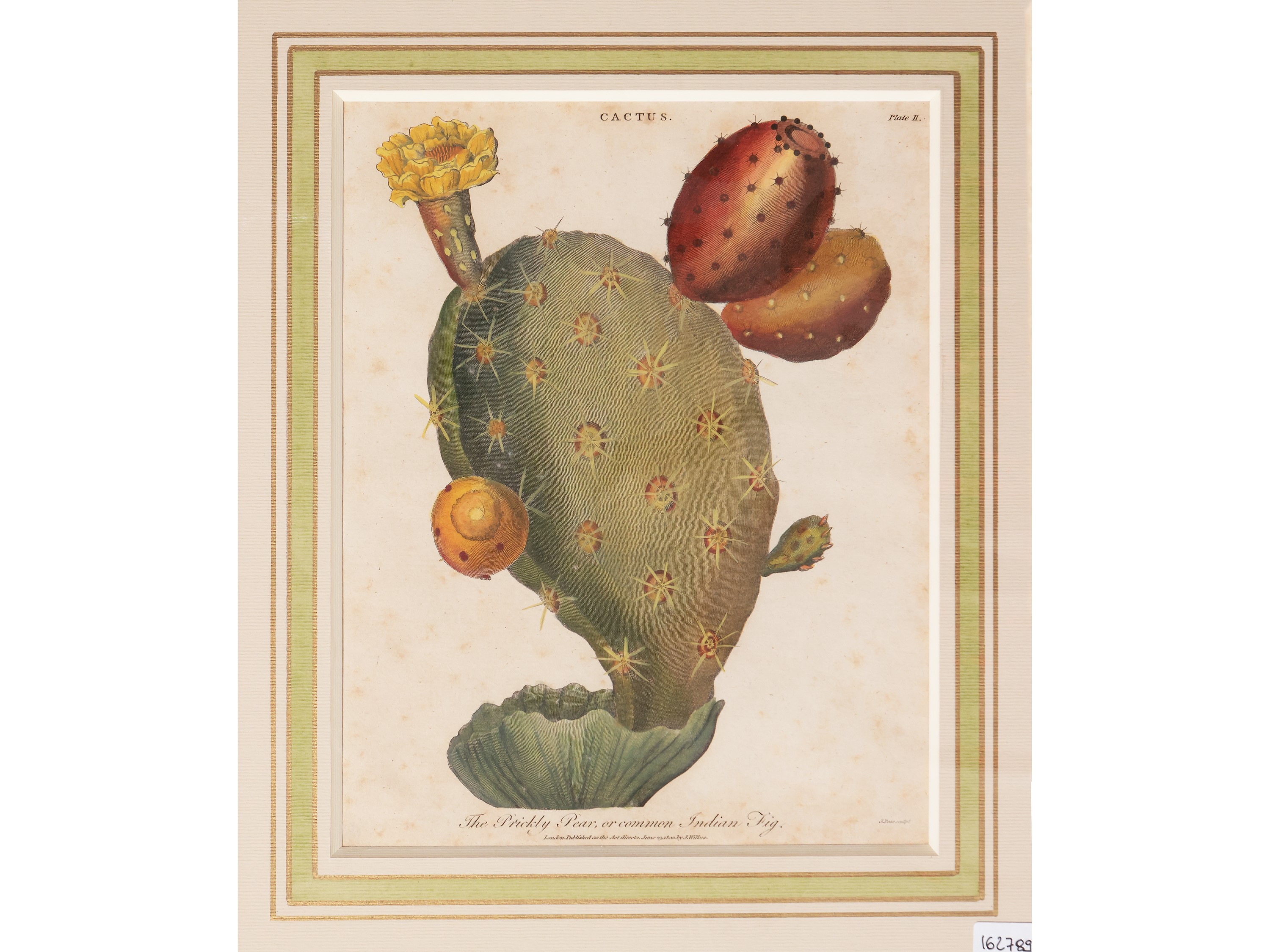Cactus (1800)