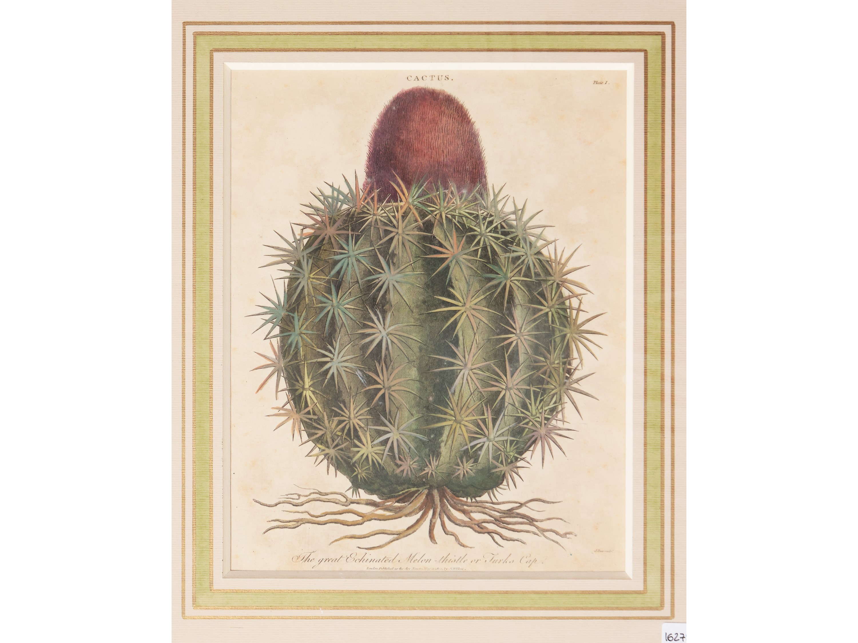 Cactus (1800)