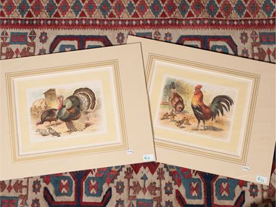 Tacchino e Gallo con Gallina e Pulcini