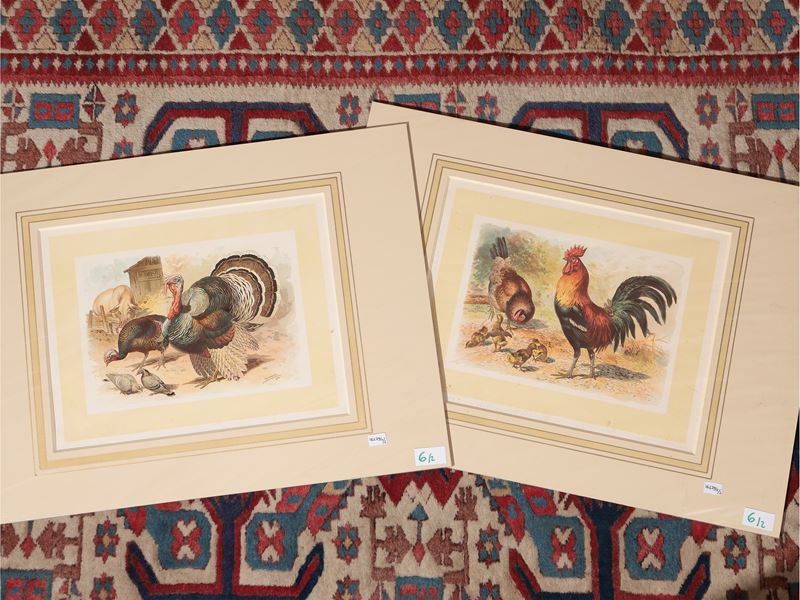 Tacchino e Gallo con Gallina e Pulcini