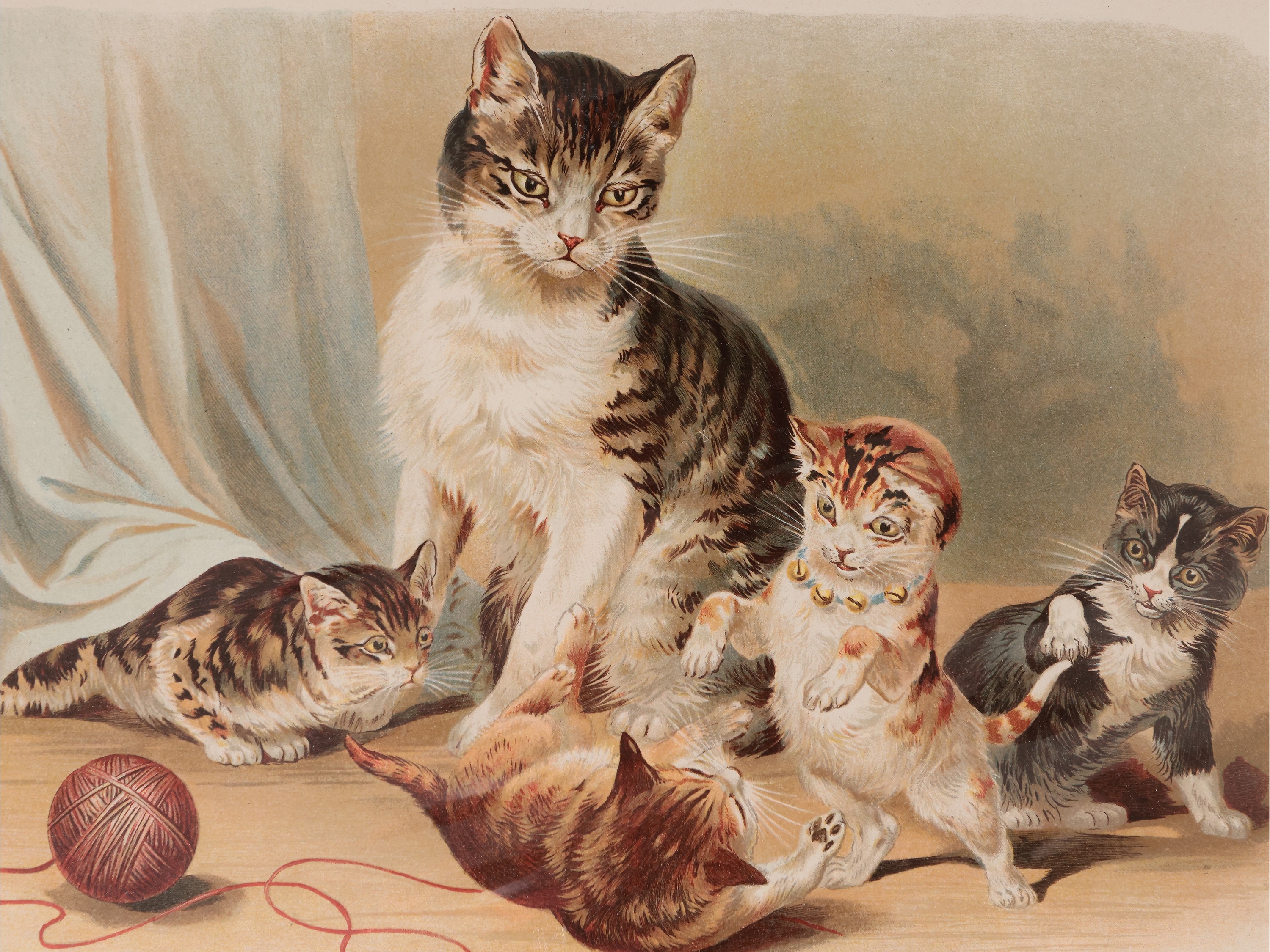 Cani e Gatti