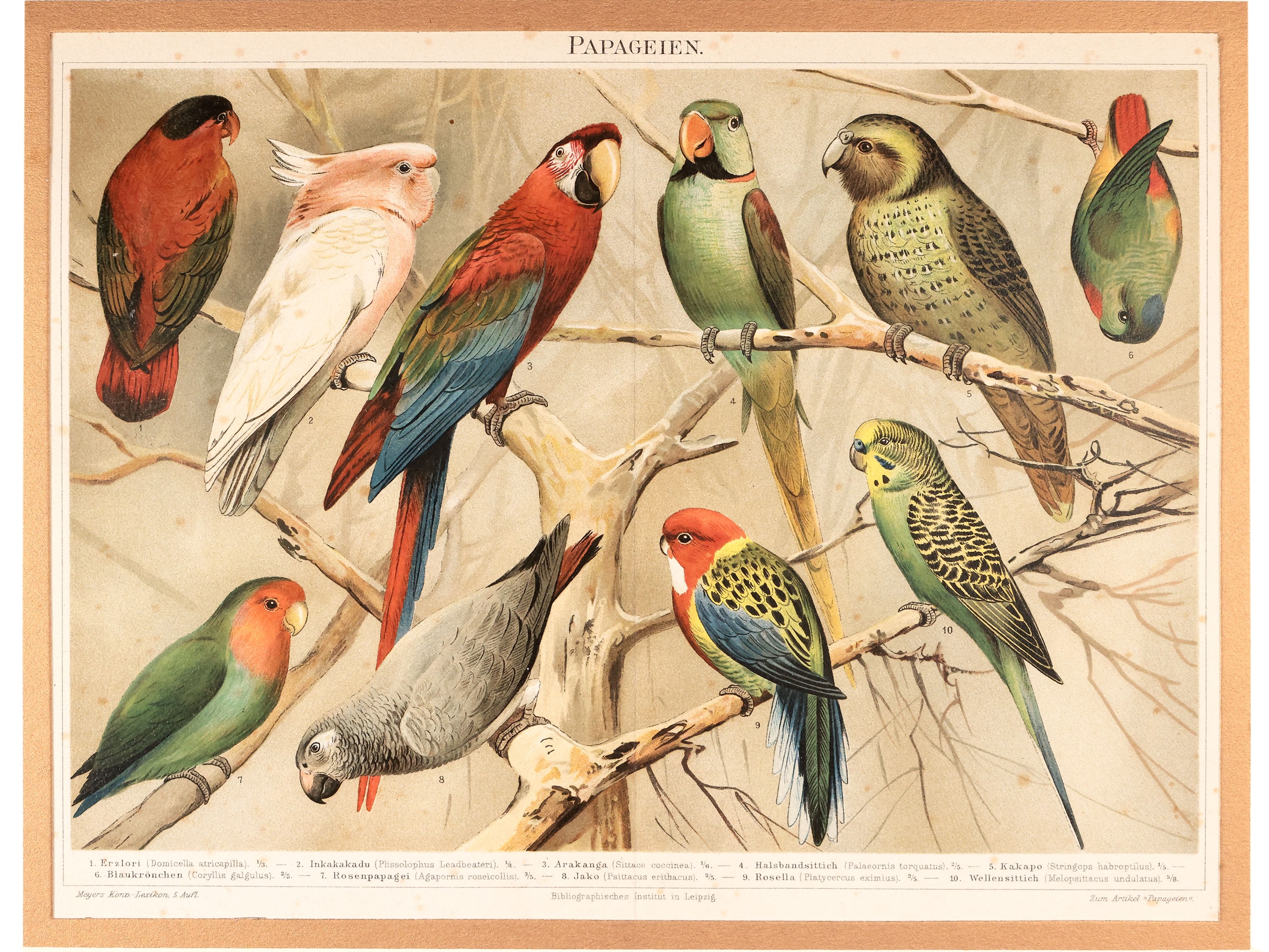 Pappagalli, Colibrì e Altri Uccelli