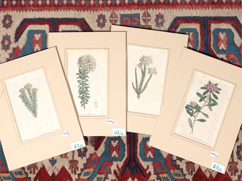 Botanica