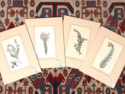 Botanica