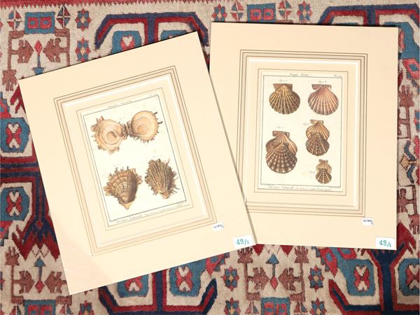 Conchiglie (1789)  - Asta Flora & Fauna.   Una collezione di stampe - Maison Bibelot - Casa d'Aste Firenze - Milano