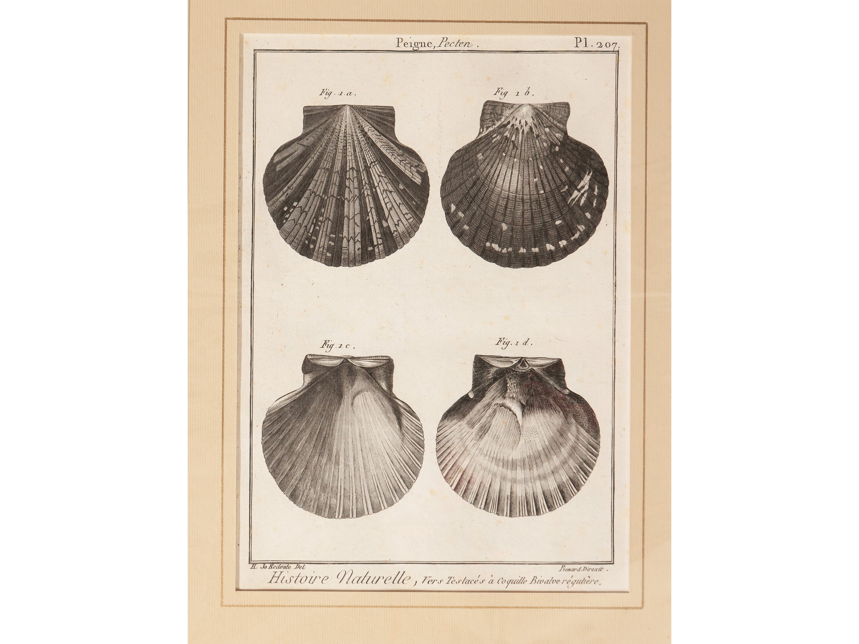 Conchiglie (1789)